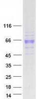 PSG1 / CD66f Protein - Purified recombinant protein PSG1 was analyzed by SDS-PAGE gel and Coomassie Blue Staining
