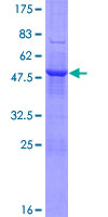 PSG11 Protein - 12.5% SDS-PAGE of human PSG11 stained with Coomassie Blue