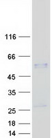PSG3 Protein - Purified recombinant protein PSG3 was analyzed by SDS-PAGE gel and Coomassie Blue Staining