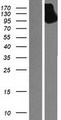 PSK / SEZ6L2 Protein - Western validation with an anti-DDK antibody * L: Control HEK293 lysate R: Over-expression lysate