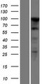 PSK / SEZ6L2 Protein - Western validation with an anti-DDK antibody * L: Control HEK293 lysate R: Over-expression lysate
