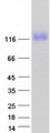 PSK / SEZ6L2 Protein - Purified recombinant protein SEZ6L2 was analyzed by SDS-PAGE gel and Coomassie Blue Staining