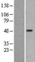 PSKH1 Protein - Western validation with an anti-DDK antibody * L: Control HEK293 lysate R: Over-expression lysate