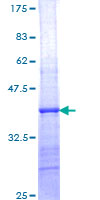 PSKH2 Protein - 12.5% SDS-PAGE Stained with Coomassie Blue.