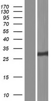 PSMA3 Protein - Western validation with an anti-DDK antibody * L: Control HEK293 lysate R: Over-expression lysate