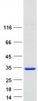 PSMA3 Protein - Purified recombinant protein PSMA3 was analyzed by SDS-PAGE gel and Coomassie Blue Staining