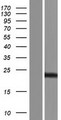 PSMA4 Protein - Western validation with an anti-DDK antibody * L: Control HEK293 lysate R: Over-expression lysate
