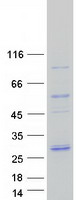 PSMB2 Protein - Purified recombinant protein PSMB2 was analyzed by SDS-PAGE gel and Coomassie Blue Staining