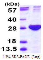 PSMB4 Protein