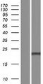 PSMB5 Protein - Western validation with an anti-DDK antibody * L: Control HEK293 lysate R: Over-expression lysate