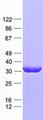 PSMB7 Protein