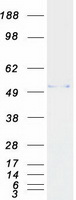 PSMC1 Protein - Purified recombinant protein PSMC1 was analyzed by SDS-PAGE gel and Coomassie Blue Staining