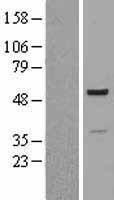 PSMC2 / RPT1 Protein - Western validation with an anti-DDK antibody * L: Control HEK293 lysate R: Over-expression lysate