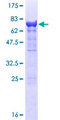 PSMC3 Protein - 12.5% SDS-PAGE of human PSMC3 stained with Coomassie Blue