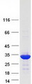 PSMC3IP Protein - Purified recombinant protein PSMC3IP was analyzed by SDS-PAGE gel and Coomassie Blue Staining