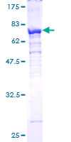 PSMC4 Protein - 12.5% SDS-PAGE of human PSMC4 stained with Coomassie Blue