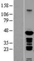 PSMC6 Protein - Western validation with an anti-DDK antibody * L: Control HEK293 lysate R: Over-expression lysate