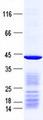 PSMC6 Protein