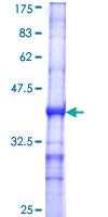 PSMD1 Protein - 12.5% SDS-PAGE Stained with Coomassie Blue.