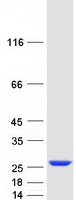 PSMD10 / Gankyrin Protein - Purified recombinant protein PSMD10 was analyzed by SDS-PAGE gel and Coomassie Blue Staining