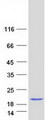 PSMD10 / Gankyrin Protein - Purified recombinant protein PSMD10 was analyzed by SDS-PAGE gel and Coomassie Blue Staining