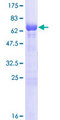 PSMD11 Protein - 12.5% SDS-PAGE of human PSMD11 stained with Coomassie Blue