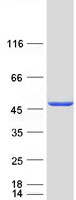 PSMD11 Protein - Purified recombinant protein PSMD11 was analyzed by SDS-PAGE gel and Coomassie Blue Staining