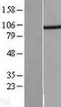 PSMD2 Protein - Western validation with an anti-DDK antibody * L: Control HEK293 lysate R: Over-expression lysate