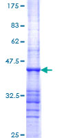 PSMD4 / RPN10 Protein - 12.5% SDS-PAGE Stained with Coomassie Blue.