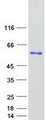 PSMD4 / RPN10 Protein - Purified recombinant protein PSMD4 was analyzed by SDS-PAGE gel and Coomassie Blue Staining