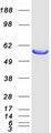 PSMD5 Protein - Purified recombinant protein PSMD5 was analyzed by SDS-PAGE gel and Coomassie Blue Staining
