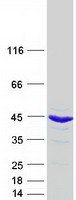 PSMD7 / MOV34 Protein - Purified recombinant protein PSMD7 was analyzed by SDS-PAGE gel and Coomassie Blue Staining