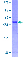 PSMD8 / RPN12 Protein - 12.5% SDS-PAGE of human PSMD8 stained with Coomassie Blue