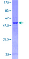 PSMD8 / RPN12 Protein - 12.5% SDS-PAGE of human PSMD8 stained with Coomassie Blue