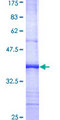PSMD8 / RPN12 Protein - 12.5% SDS-PAGE Stained with Coomassie Blue.