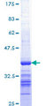 PSME2 Protein - 12.5% SDS-PAGE Stained with Coomassie Blue.