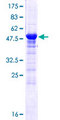 PSME3 Protein - 12.5% SDS-PAGE of human PSME3 stained with Coomassie Blue