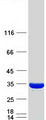 PSME3 Protein - Purified recombinant protein PSME3 was analyzed by SDS-PAGE gel and Coomassie Blue Staining