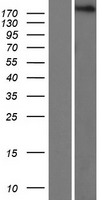 PSME4 / PA200 Protein - Western validation with an anti-DDK antibody * L: Control HEK293 lysate R: Over-expression lysate