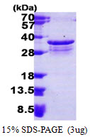 PSMF1 Protein