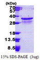 PSMF1 Protein