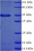 PSMF1 Protein