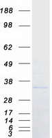 PSMF1 Protein - Purified recombinant protein PSMF1 was analyzed by SDS-PAGE gel and Coomassie Blue Staining
