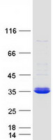 PSMF1 Protein - Purified recombinant protein PSMF1 was analyzed by SDS-PAGE gel and Coomassie Blue Staining