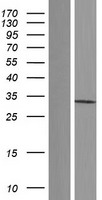 PSMG1 Protein - Western validation with an anti-DDK antibody * L: Control HEK293 lysate R: Over-expression lysate