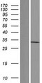 PSMG1 Protein - Western validation with an anti-DDK antibody * L: Control HEK293 lysate R: Over-expression lysate