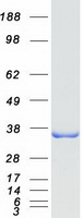 PSMG1 Protein - Purified recombinant protein PSMG1 was analyzed by SDS-PAGE gel and Coomassie Blue Staining