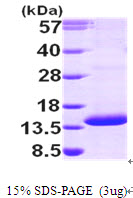 PSMG3 Protein