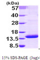 PSMG3 Protein
