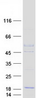 PSMG3 Protein - Purified recombinant protein PSMG3 was analyzed by SDS-PAGE gel and Coomassie Blue Staining